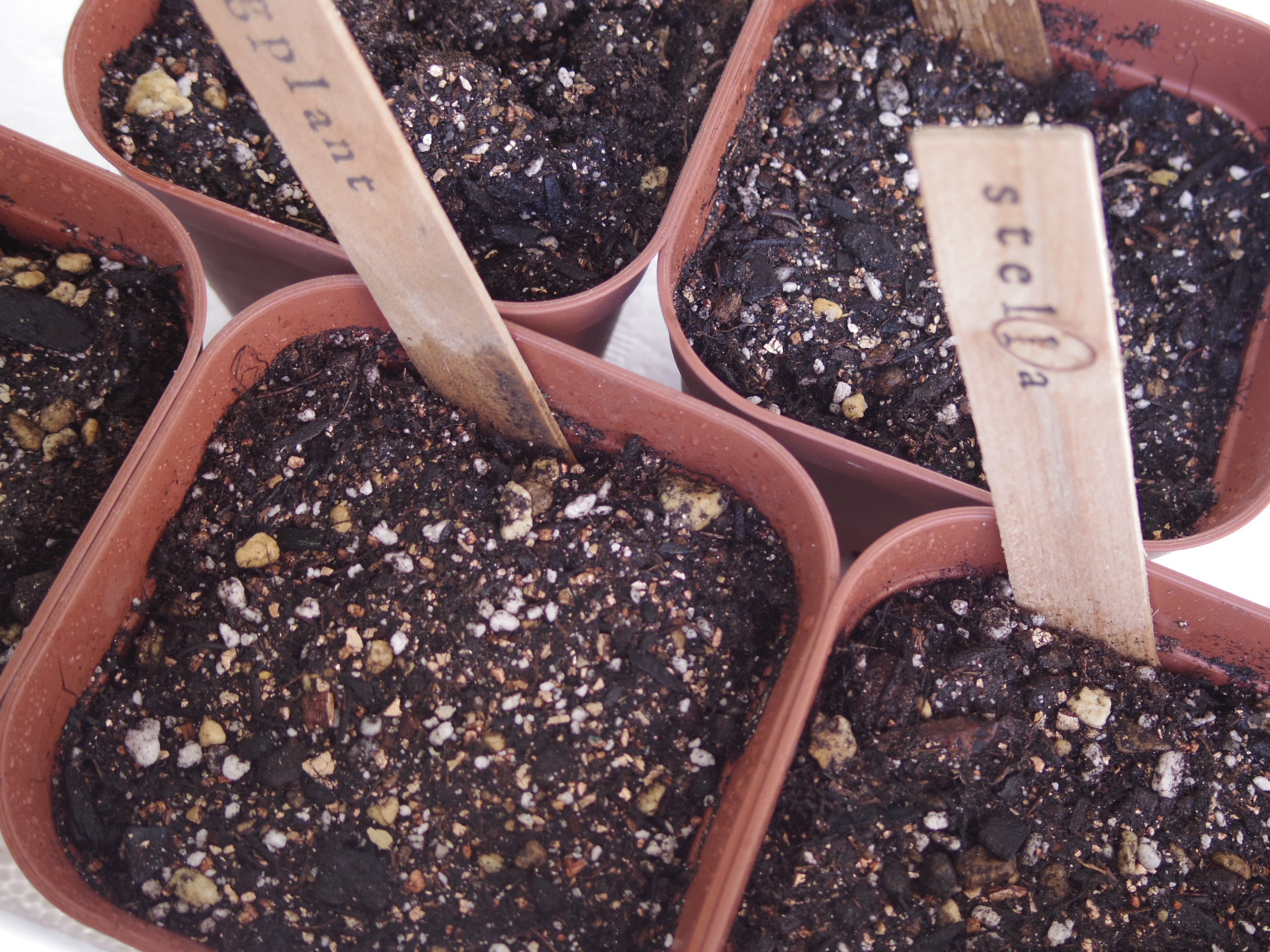 種まき ミニ トマト ミニトマトの栽培｜種まきや苗植え、プランターでの育て方は？