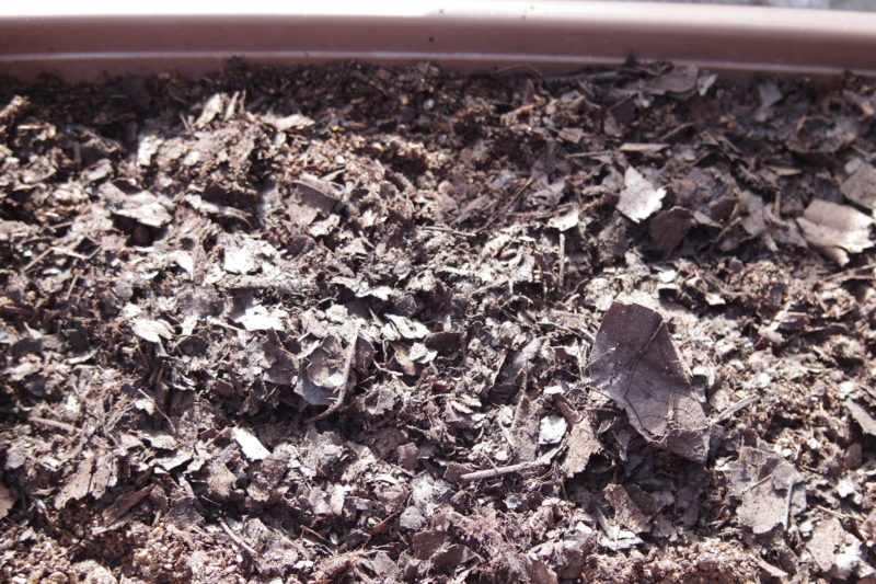 プランター栽培での ボカシ肥 有機肥料 の効果的な使い方や注意点 Veraniwa